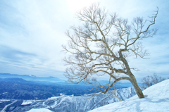 Dancing tree in the snow world