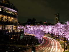 Filled with sakura in the dark