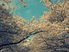 桜と空と鳥