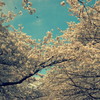 桜と空と鳥