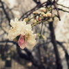 白く紅い桜
