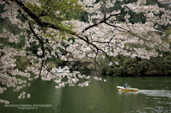 鎌北湖と桜3