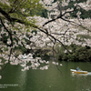 鎌北湖と桜3