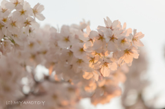 夕陽を浴びる桜2