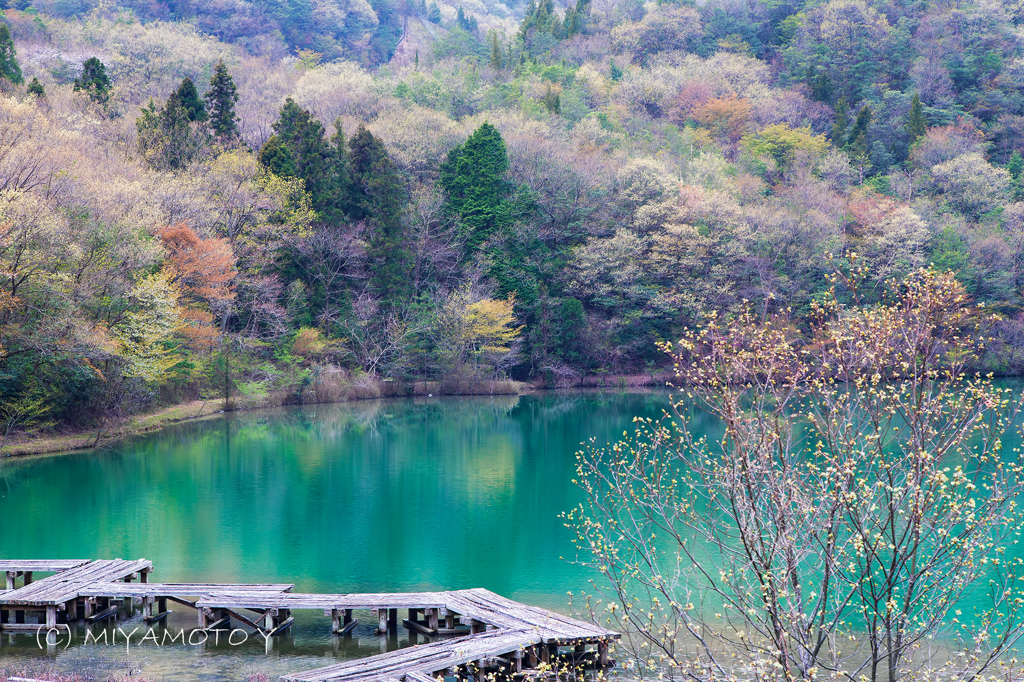 春色の池のほとり