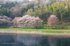 桜と池4