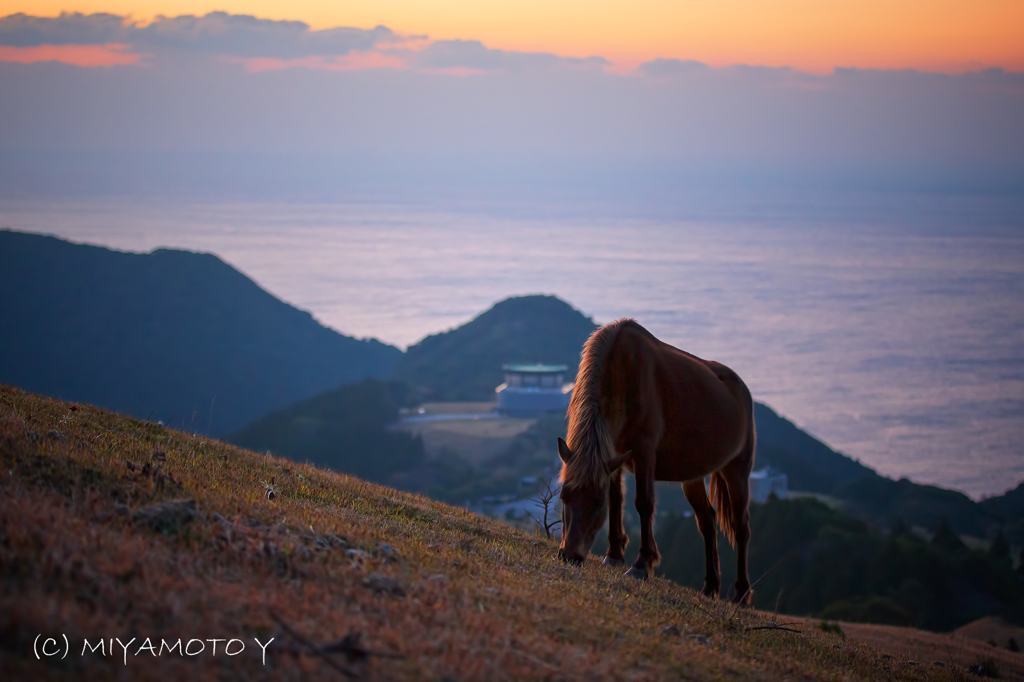 野生の馬と太平洋