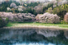 桜と池5