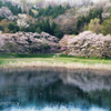 桜と池5