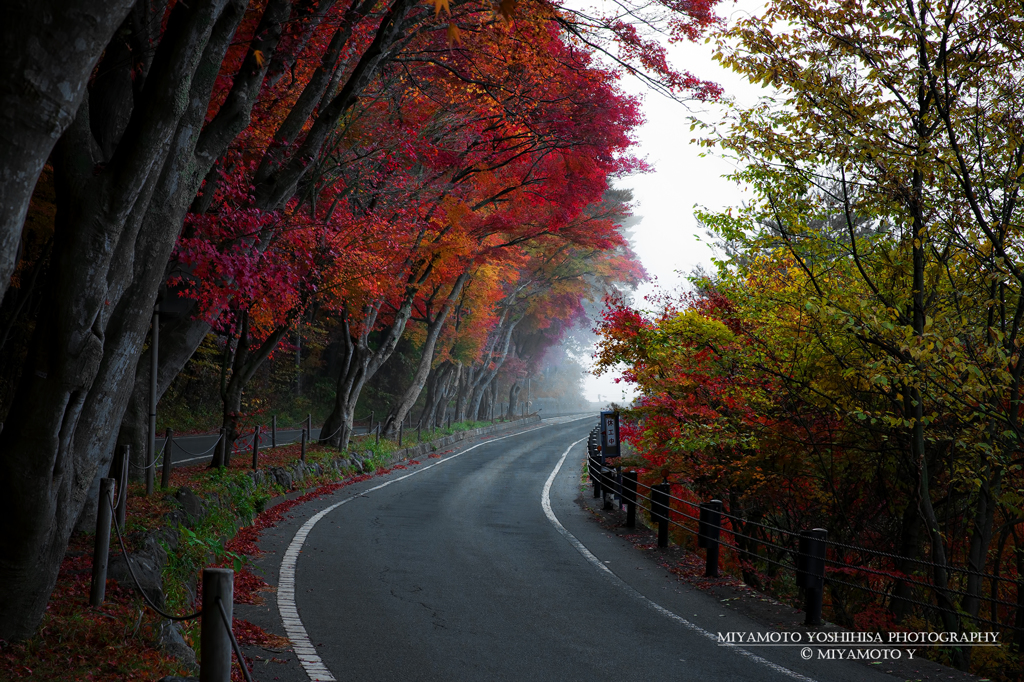 紅葉の道