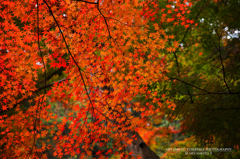 鎌北湖の紅葉その5