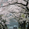 鎌北湖の桜　その2