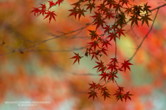 鎌北湖の紅葉その6