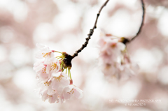鎌北湖の桜　その4