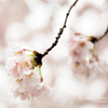 鎌北湖の桜　その4