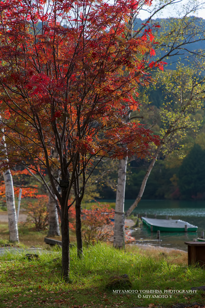 湯ノ湖畔の紅葉