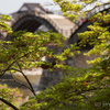 春もみじと錦帯橋