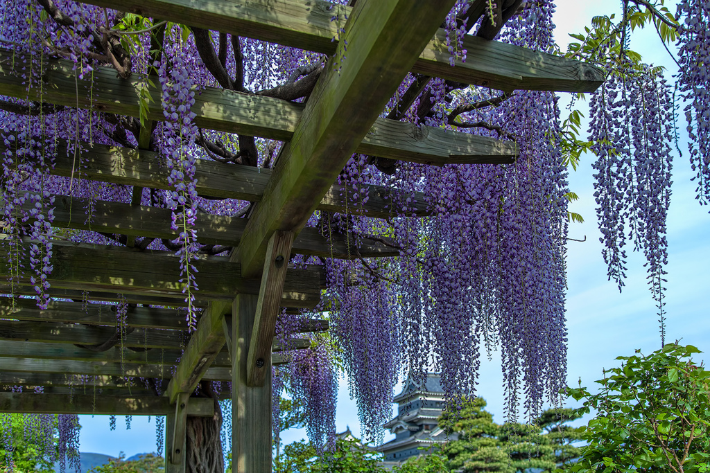 Wisteria