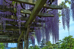 Wisteria