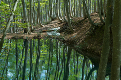 ブナの木々と池