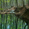 ブナの木々と池