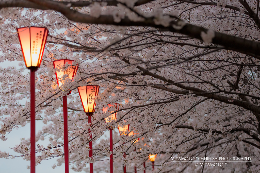 萬代橋近くの桜