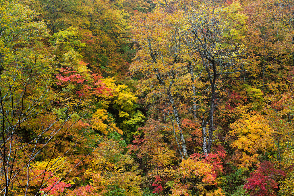 紅葉、雨の中