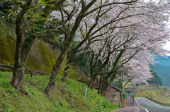 桜の軒下