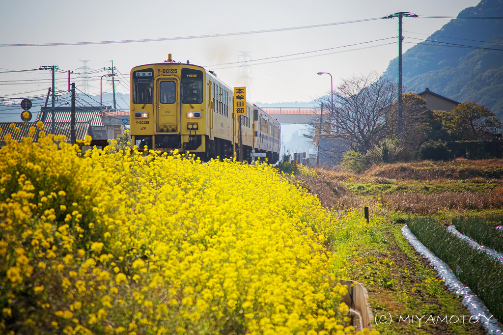 菜の花と唐津線