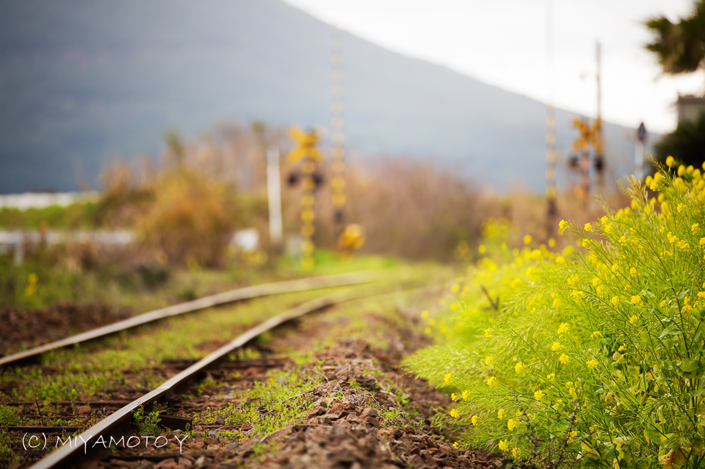 菜の花と線路