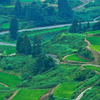 夏の棚田 - Rice terrace in summer -