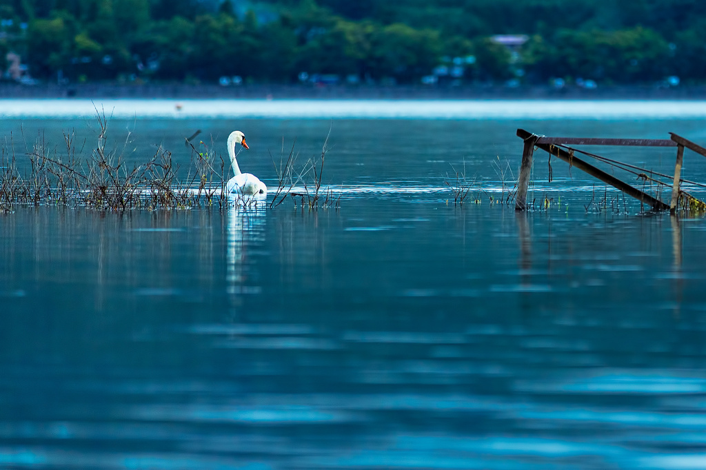 山中湖の白鳥