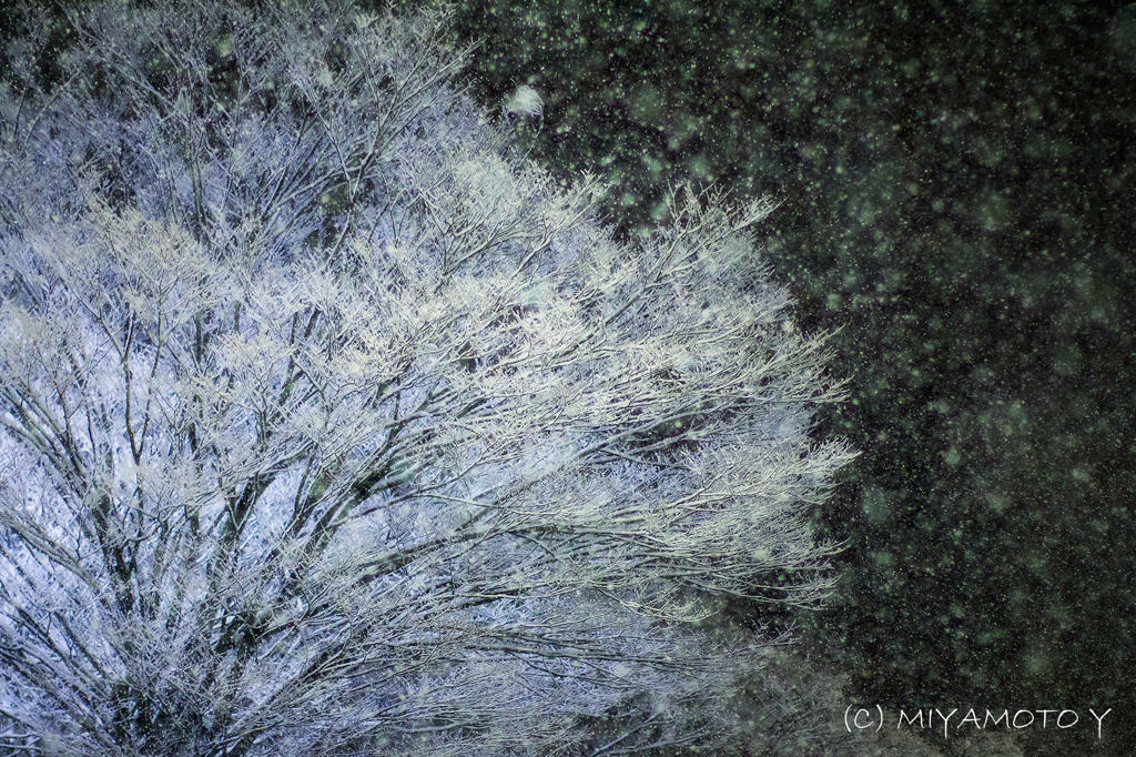 夜の雪