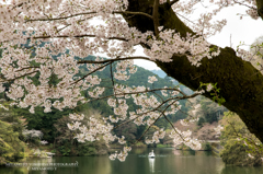 鎌北湖と桜2