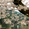 鎌北湖と桜2