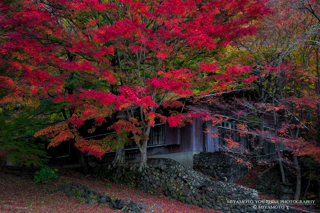 紅葉に囲まれる家