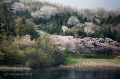 桜と池3