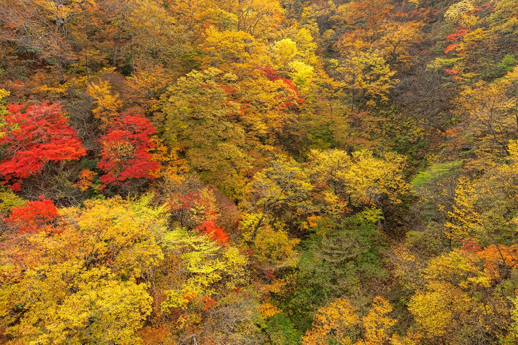 三国峠の紅葉