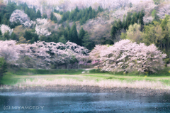 桜と池2