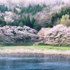 桜と池2