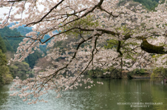 鎌北湖と桜4