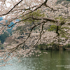 鎌北湖と桜4
