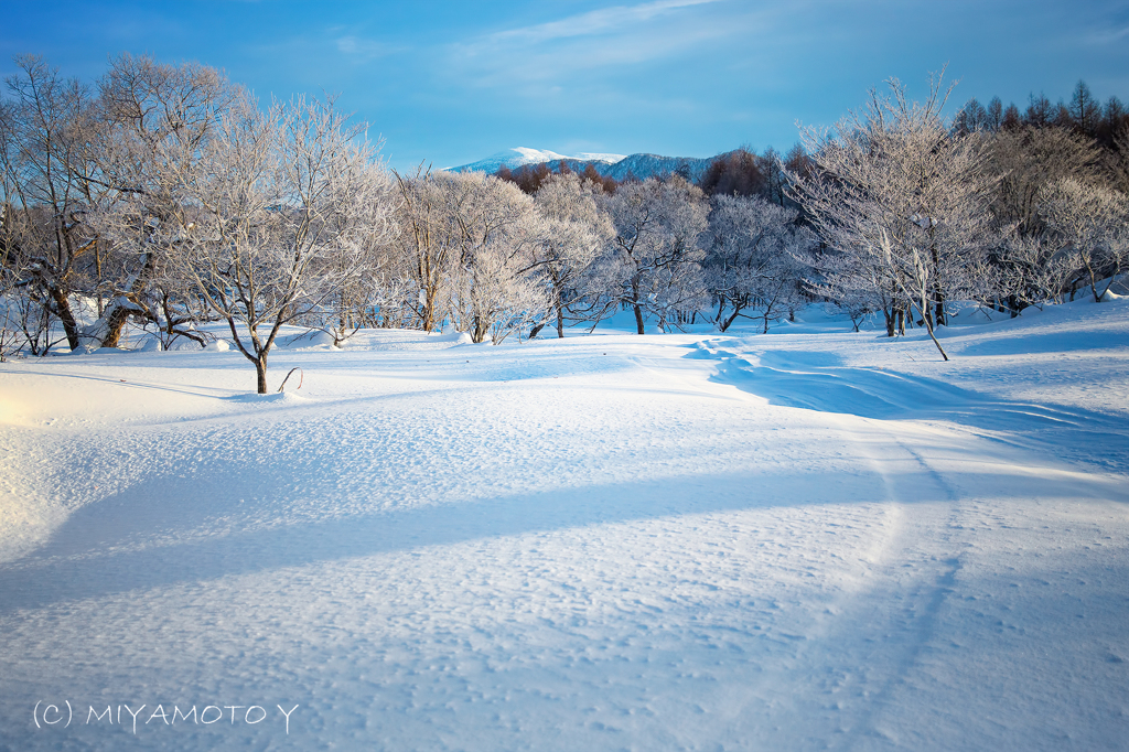 朝の雪原と木々