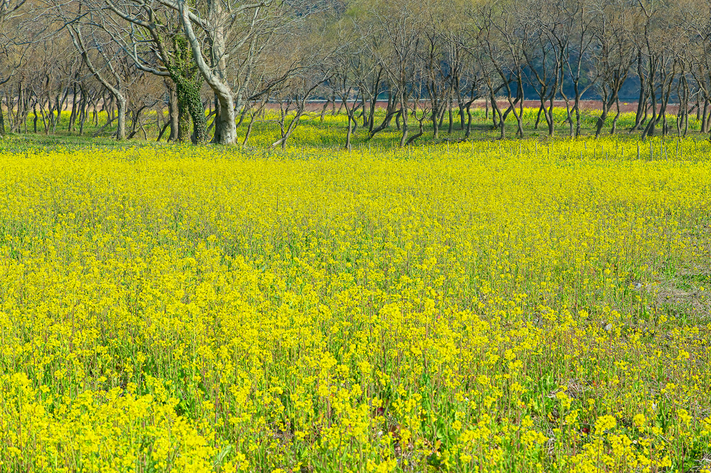 一面菜の花