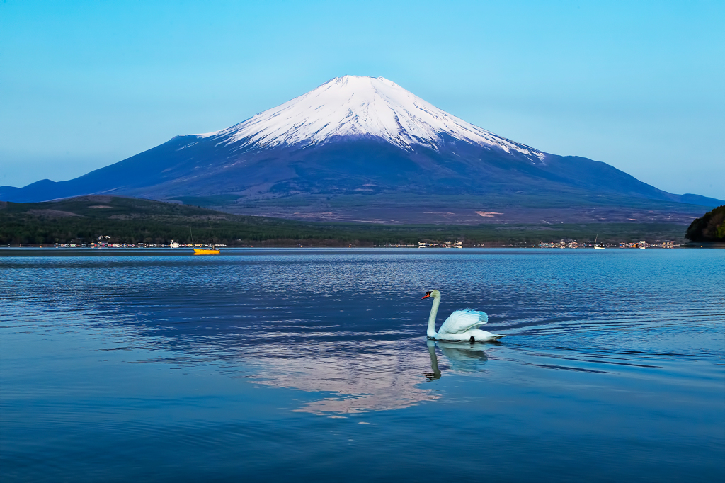 富士山と白鳥と