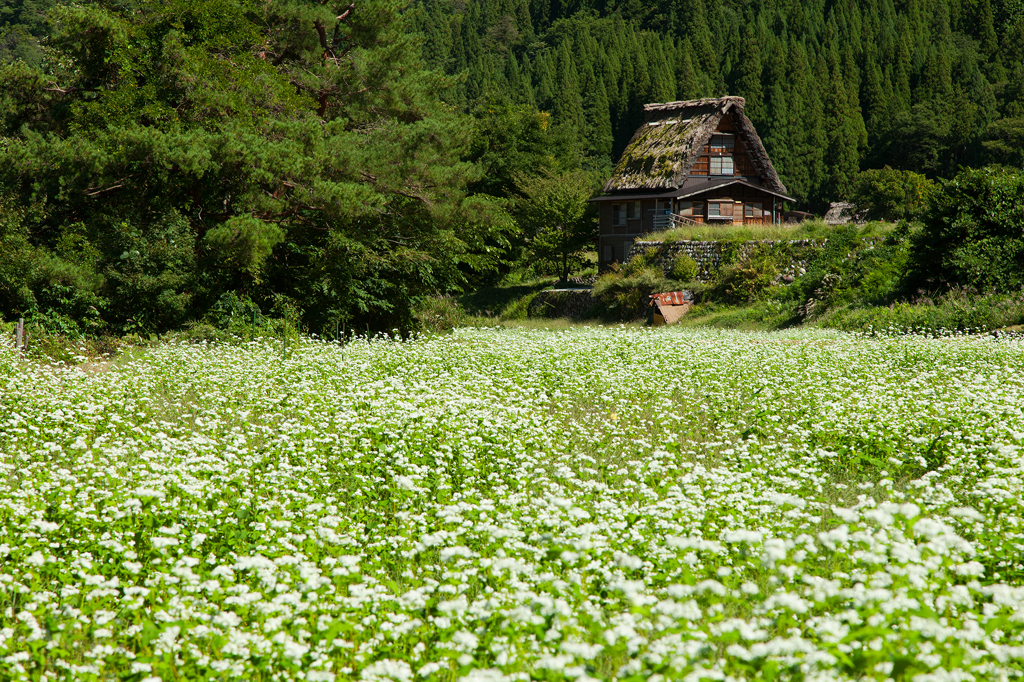 合掌造りと蕎麦の花