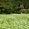 合掌造りと蕎麦の花