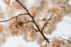 夕陽を浴びる桜