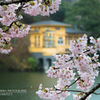 鎌北湖の桜　その1