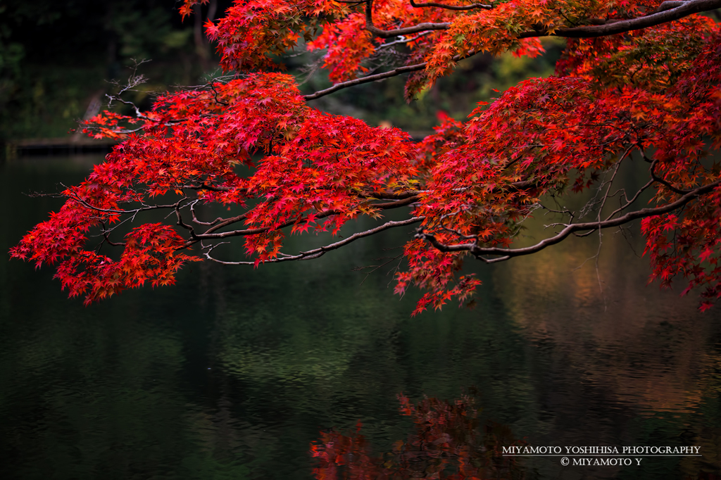 鎌北湖の紅葉その7
